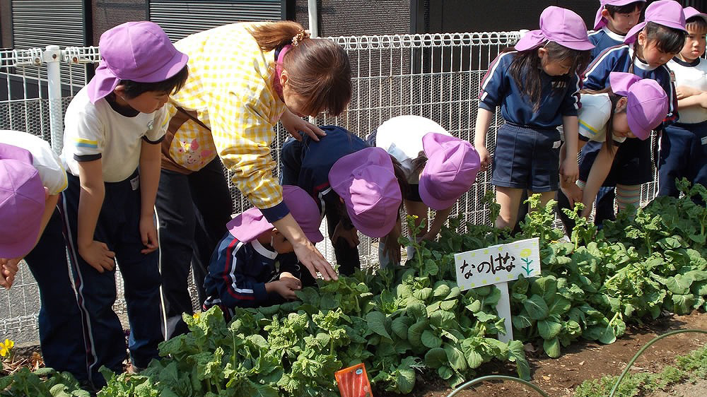⑪育てる食べる美味しい野菜畑