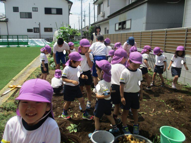6月　年長・じゃがいも収穫